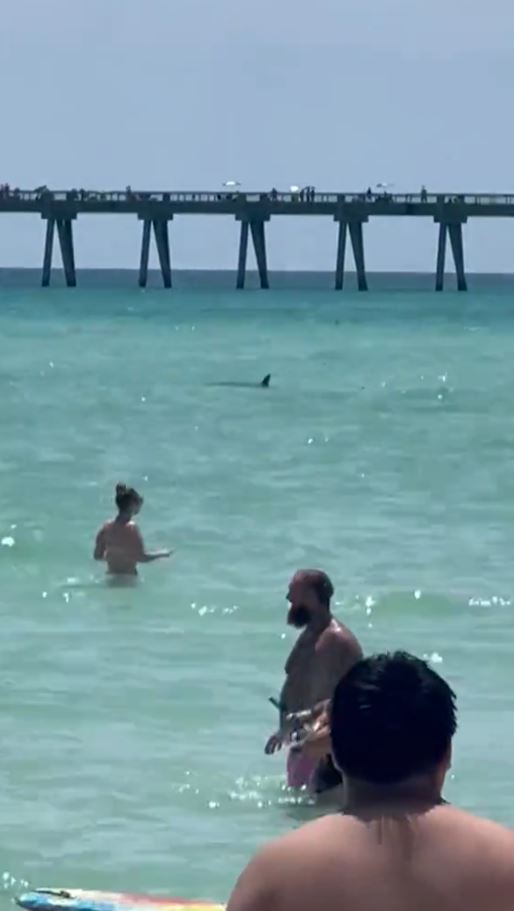 Huge shark spotted swimming in shallow Florida waters sends beachgoers screaming 'get out of the water' 3