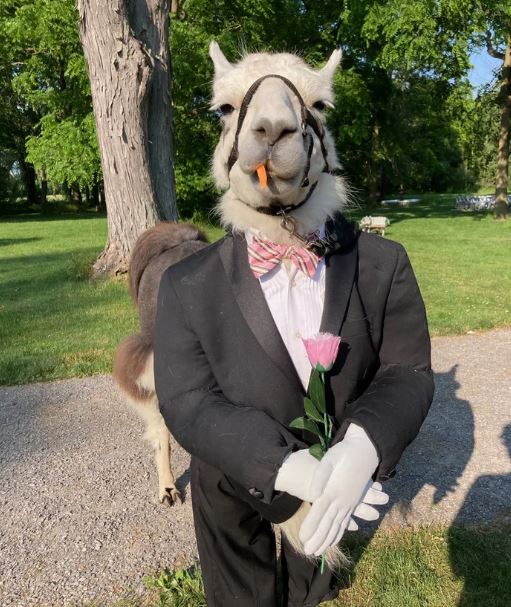 Llama dressed like groomsman at wedding delights guests at New York wedding 1