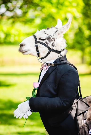 Llama dressed like groomsman at wedding delights guests at New York wedding 2