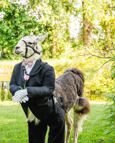 Llama dressed like groomsman at wedding delights guests at New York wedding 3