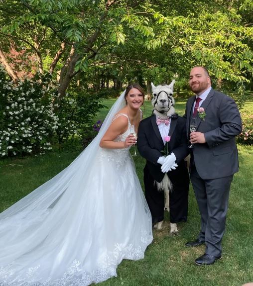 Llama dressed like groomsman at wedding delights guests at New York wedding 4