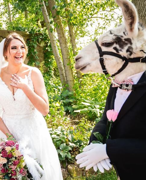 Llama dressed like groomsman at wedding delights guests at New York wedding 7