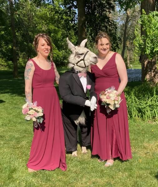 Llama dressed like groomsman at wedding delights guests at New York wedding 8