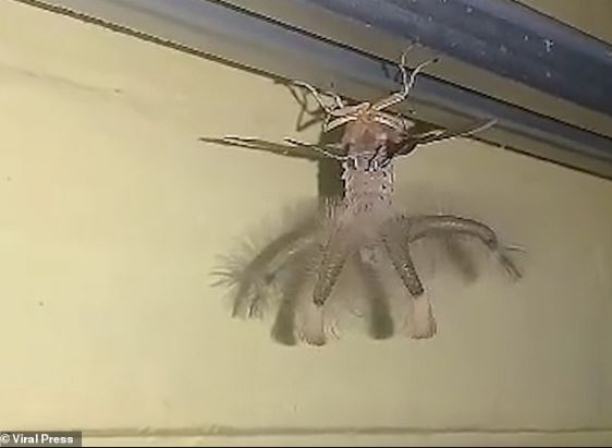 Man stunned after spotting a bizarre 'alien-like' winged creature crawling across the ceiling 1