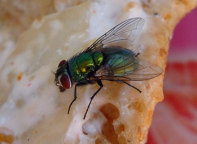 What happens when a fly lands on your food? Is it worse than you thought 1