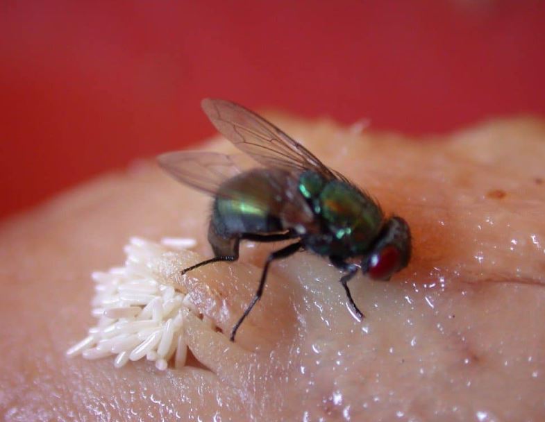 What happens when a fly lands on your food? Is it worse than you thought 2