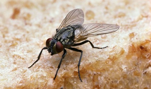 What happens when a fly lands on your food? Is it worse than you thought 4