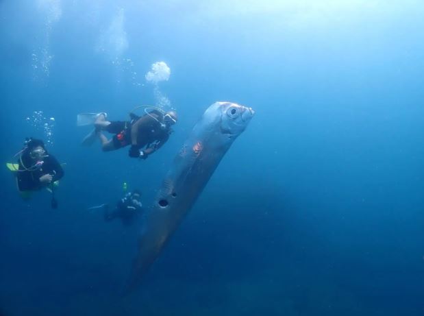 Divers encounter enormous ‘doomsday fish’ with mysterious wounds off the coast 1