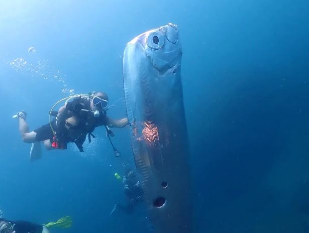Divers encounter enormous ‘doomsday fish’ with mysterious wounds off the coast 2