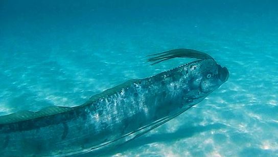 Divers encounter enormous ‘doomsday fish’ with mysterious wounds off the coast 5