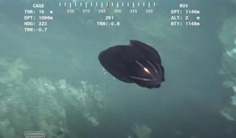  'Alien Creature' transforms into completely new beast at 3,700ft depth 3