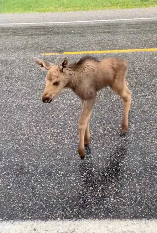 Canadian man fired from his job for saving baby moose from hungry bear 1
