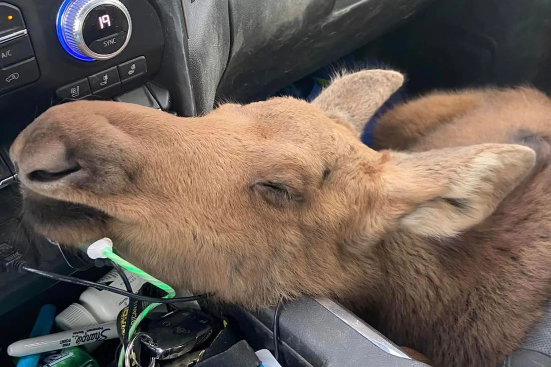 Canadian man fired from his job for saving baby moose from hungry bear 3