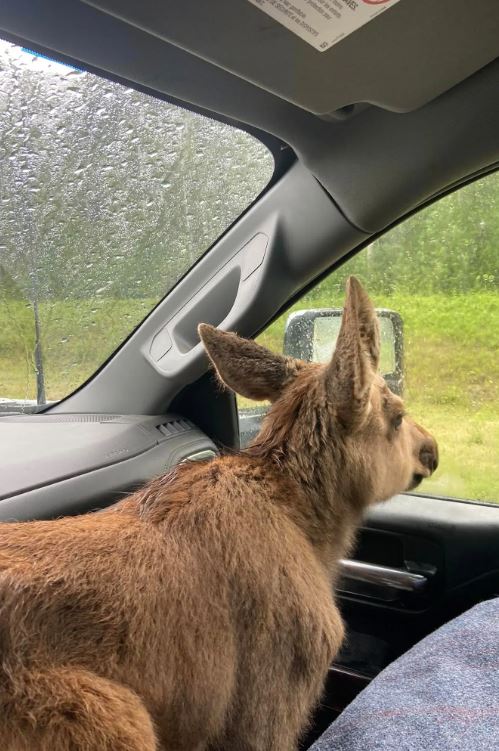 Canadian man fired from his job for saving baby moose from hungry bear 4