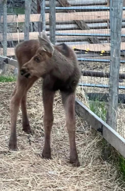 Canadian man fired from his job for saving baby moose from hungry bear 5