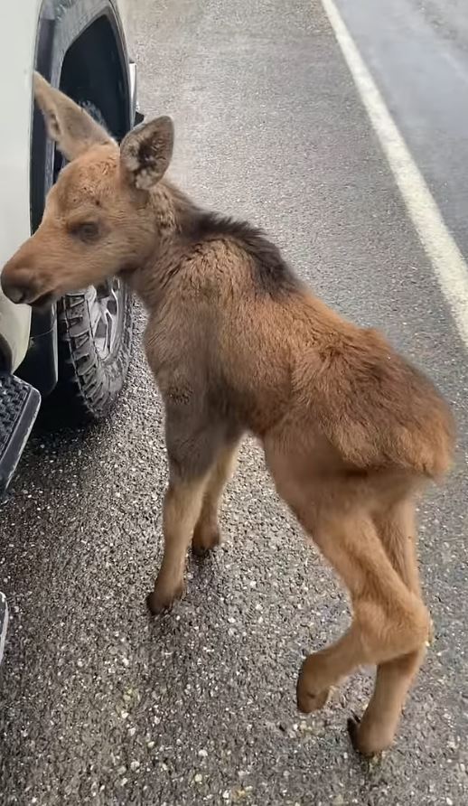 Canadian man fired from his job for saving baby moose from hungry bear 6