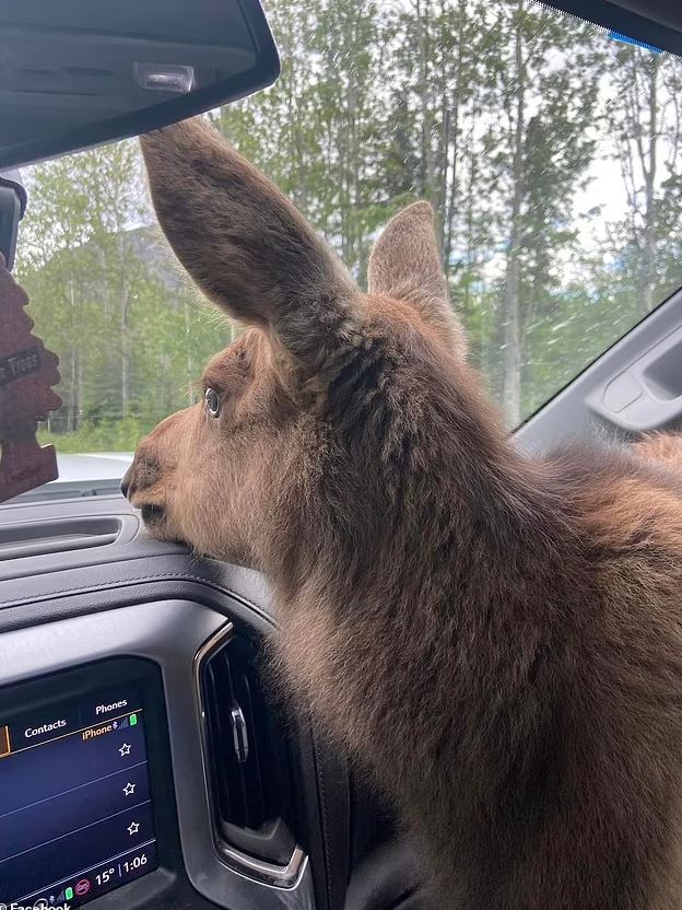 Canadian man fired from his job for saving baby moose from hungry bear 7