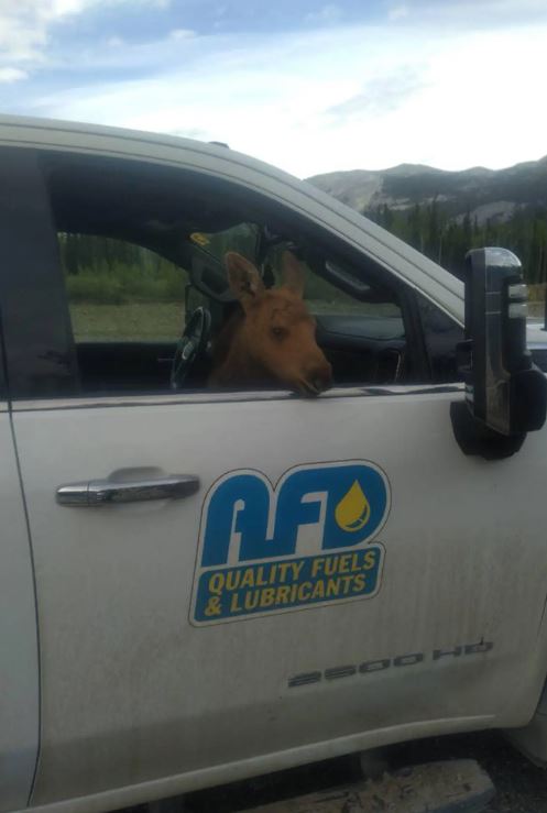 Canadian man fired from his job for saving baby moose from hungry bear 8