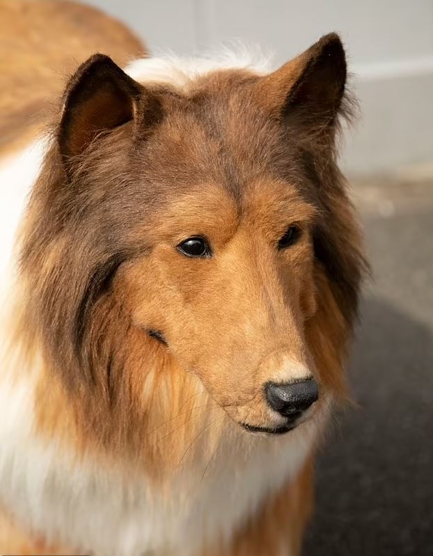 Man spends £12,480 on high-tech dog costume to fulfill lifelong dream as he’s taken for walk 2