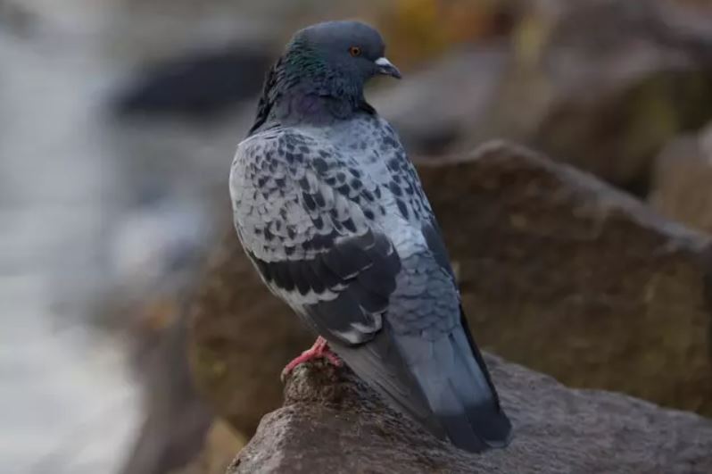 Expert reveals why we never seem to see baby pigeons 1