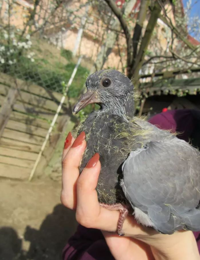 Expert reveals why we never seem to see baby pigeons 3