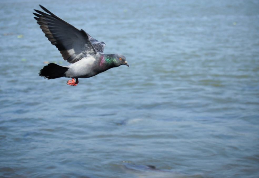 Expert reveals why we never seem to see baby pigeons 4