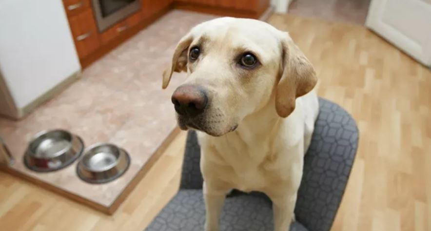 Your dog can tell when someone is lying, study finds 1