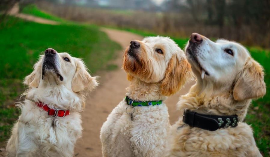 Your dog can tell when someone is lying, study finds 4