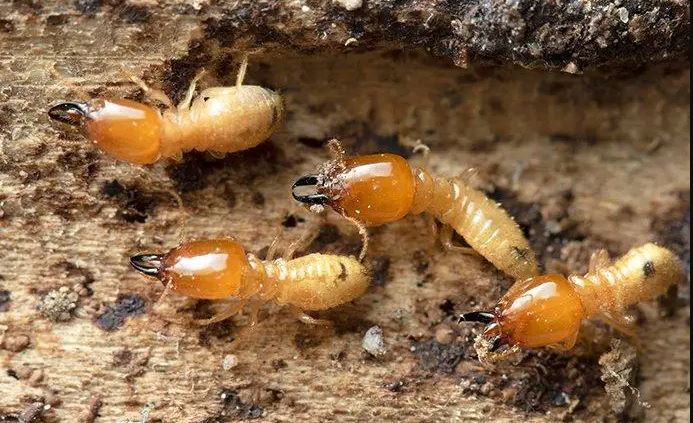 Malaysian grandma's $8,700 savings are literally eaten by termites 4