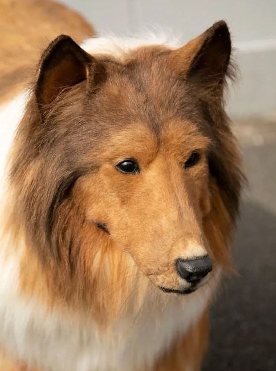 Man who spent $14K to transform himself into collie dog takes his first step in public 1