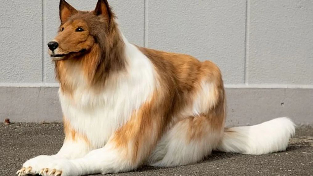 Man who spent $14K to transform himself into collie dog takes his first step in public 2