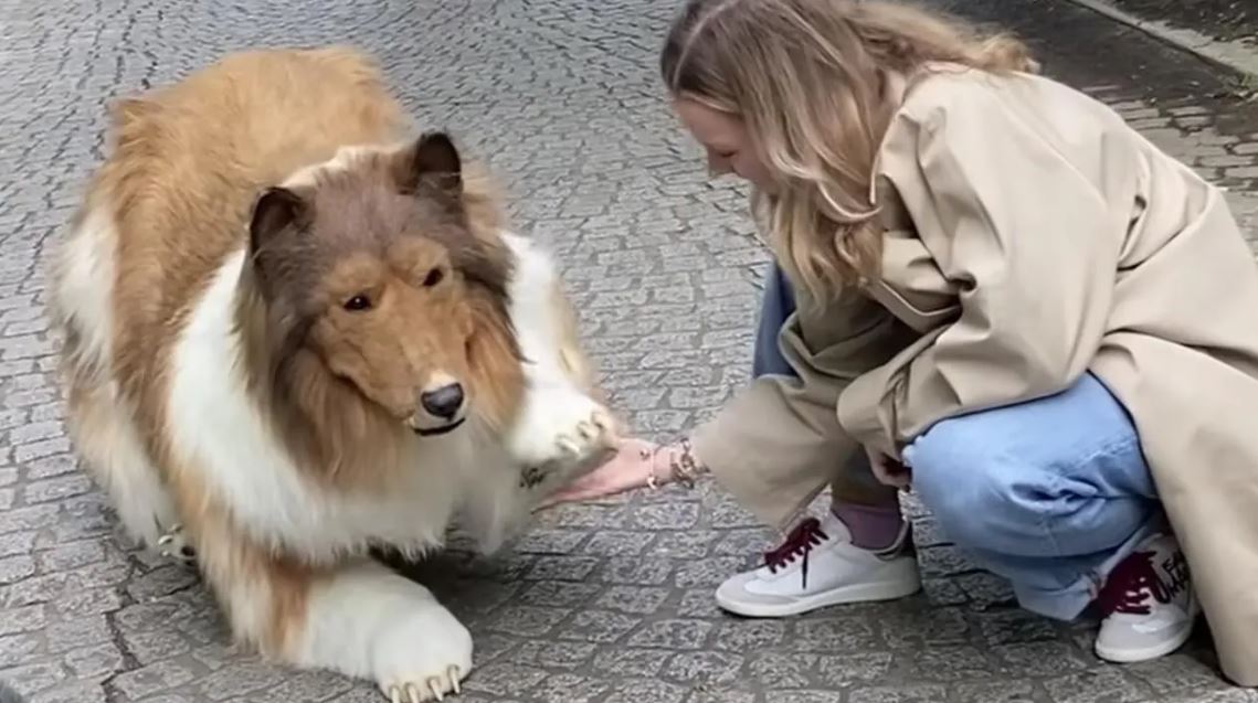 Man who spent $14K to transform himself into collie dog takes his first step in public 4