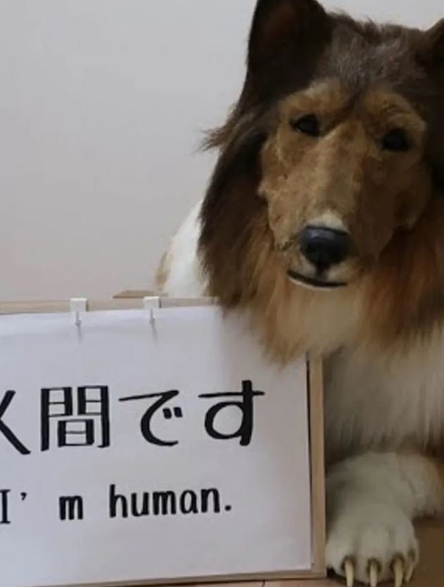 Man who spent $14K to transform himself into collie dog takes his first step in public 5