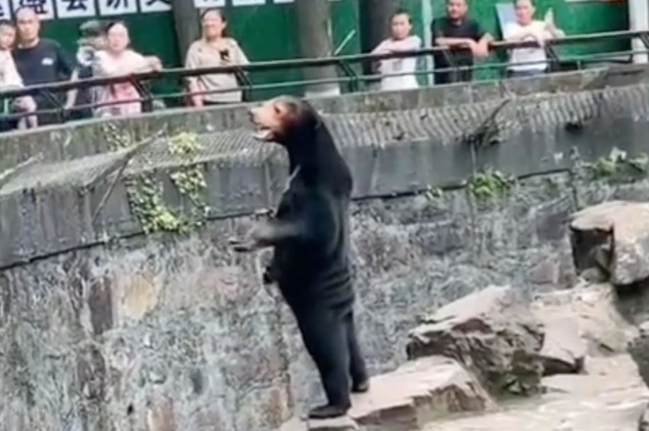 Chinese zoo denies bear is a human in costume 2