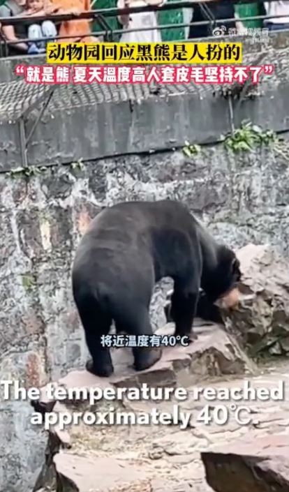 Chinese zoo denies bear is a human in costume 3