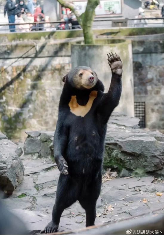 Chinese zoo denies bear is a human in costume 4