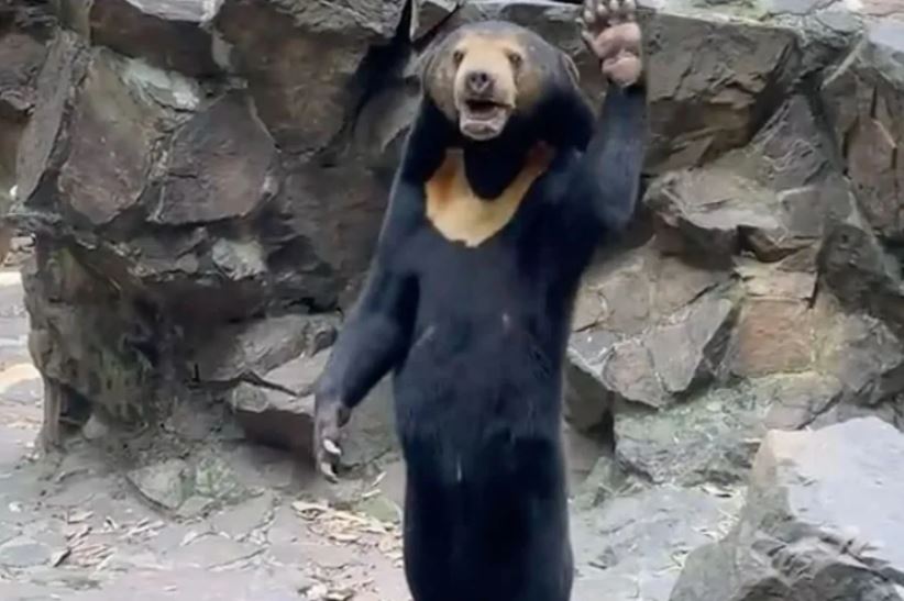 In new video: ‘human bear’ at Chinese zoo is seen waving 1