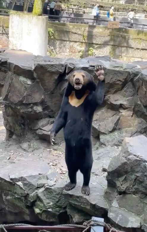 In new video: ‘human bear’ at Chinese zoo is seen waving 2