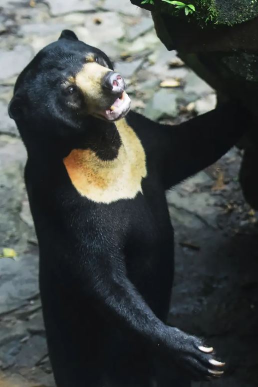 In new video: ‘human bear’ at Chinese zoo is seen waving 3