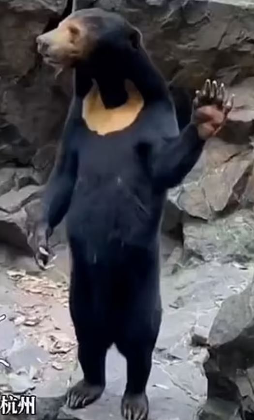 In new video: ‘human bear’ at Chinese zoo is seen waving 4