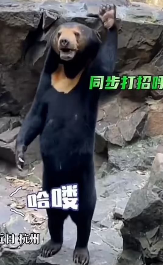 In new video: ‘human bear’ at Chinese zoo is seen waving 5