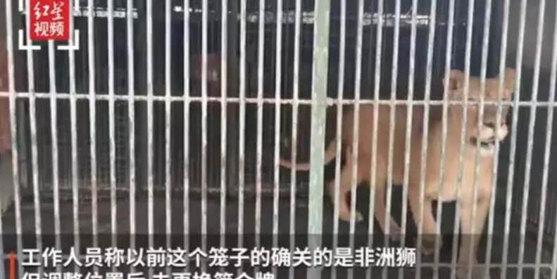 Chinese zoo allegedly tried to pass off Golden Retriever as a lion after denying the bear is a human in costume 3