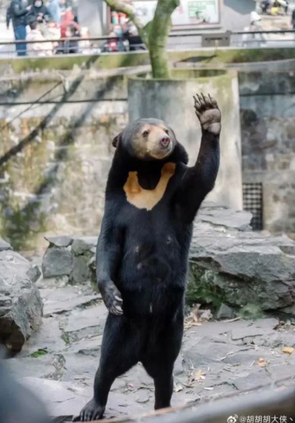 Chinese zoo allegedly tried to pass off Golden Retriever as a lion after denying the bear is a human in costume 4