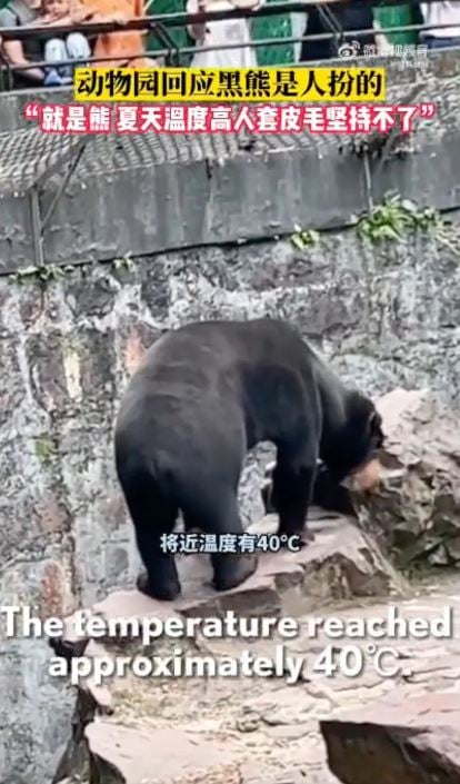 Chinese zoo allegedly tried to pass off Golden Retriever as a lion after denying the bear is a human in costume 5