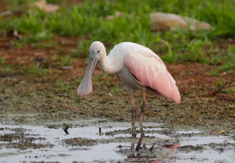 Rare bird spotted for the first time in Wisconsin almost 180 years 1