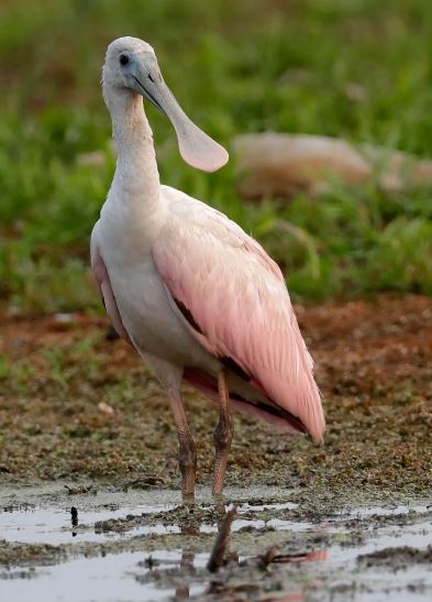 Rare bird spotted for the first time in Wisconsin almost 180 years 2