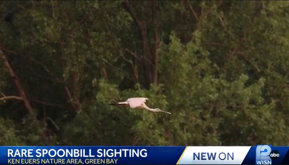 Rare bird spotted for the first time in Wisconsin almost 180 years 3