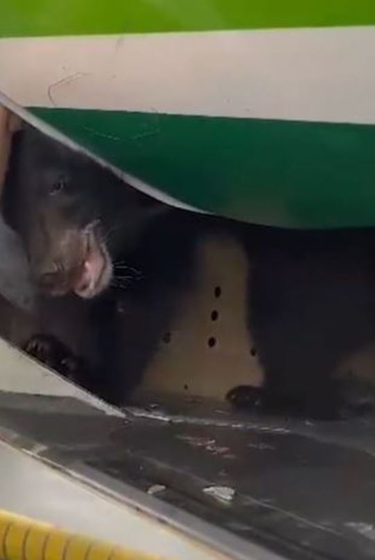 Plane passengers panic as huge bear escapes from cargo hold before takeoff 3