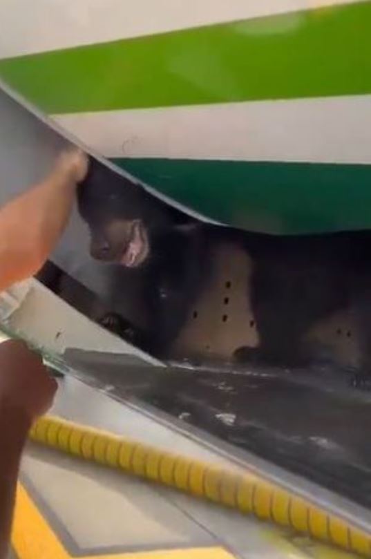 Plane passengers panic as huge bear escapes from cargo hold before takeoff 4