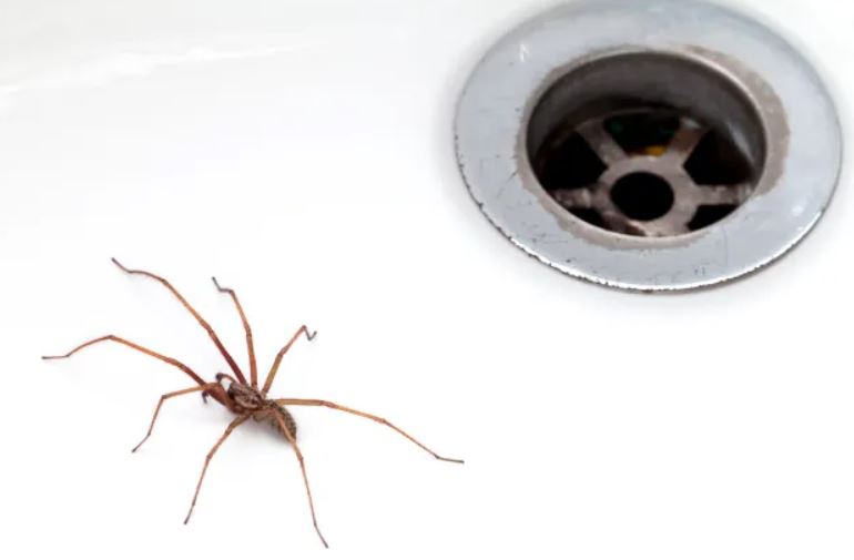 Scientists reveal that you shouldn't get rid of the spiders in your house 1
